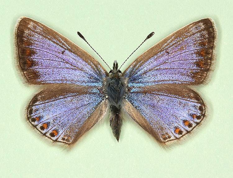 Polyommatus icarus female (aberrant form supra-caerulea 2) (Internet Image property of respective owner, non-commercial use only)